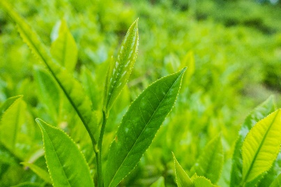 Катехины зеленого чая EGCg