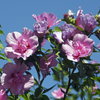 Цветочный экстракт Hibiscus syriacus