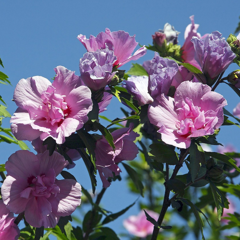 Цветочный экстракт Hibiscus syriacus