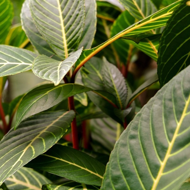 Экстракт листьев Panax Notoginseng