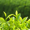 Зеленый чай L-теанин 20%
