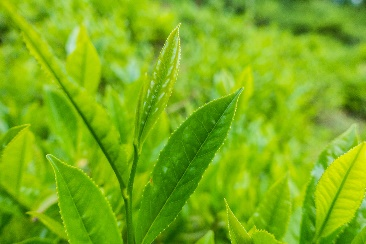 Зеленый чай L-Теанин 60%1