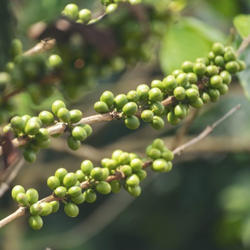 Хлорогеновая кислота в зеленых кофейных зернах
