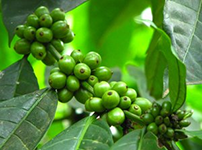 Хлорогеновая кислота в зеленых кофейных зернах1