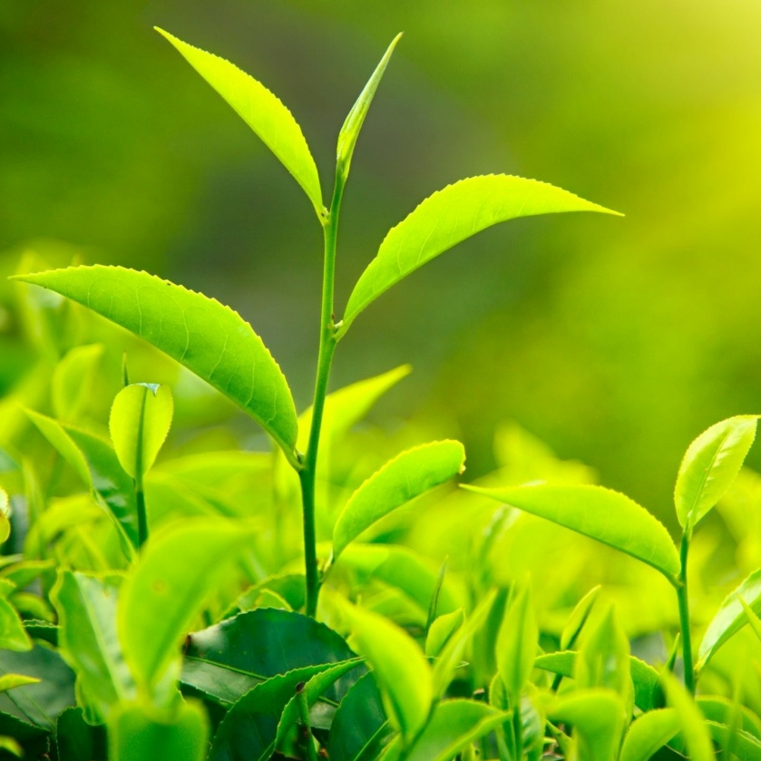 Зеленый чай L-теанин 40%